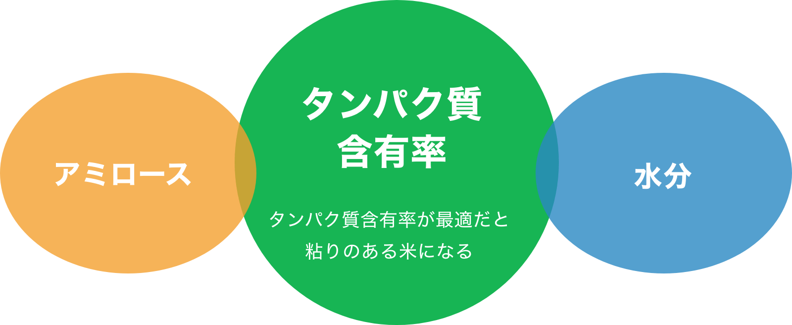 アミロース タンパク質含有率 水分