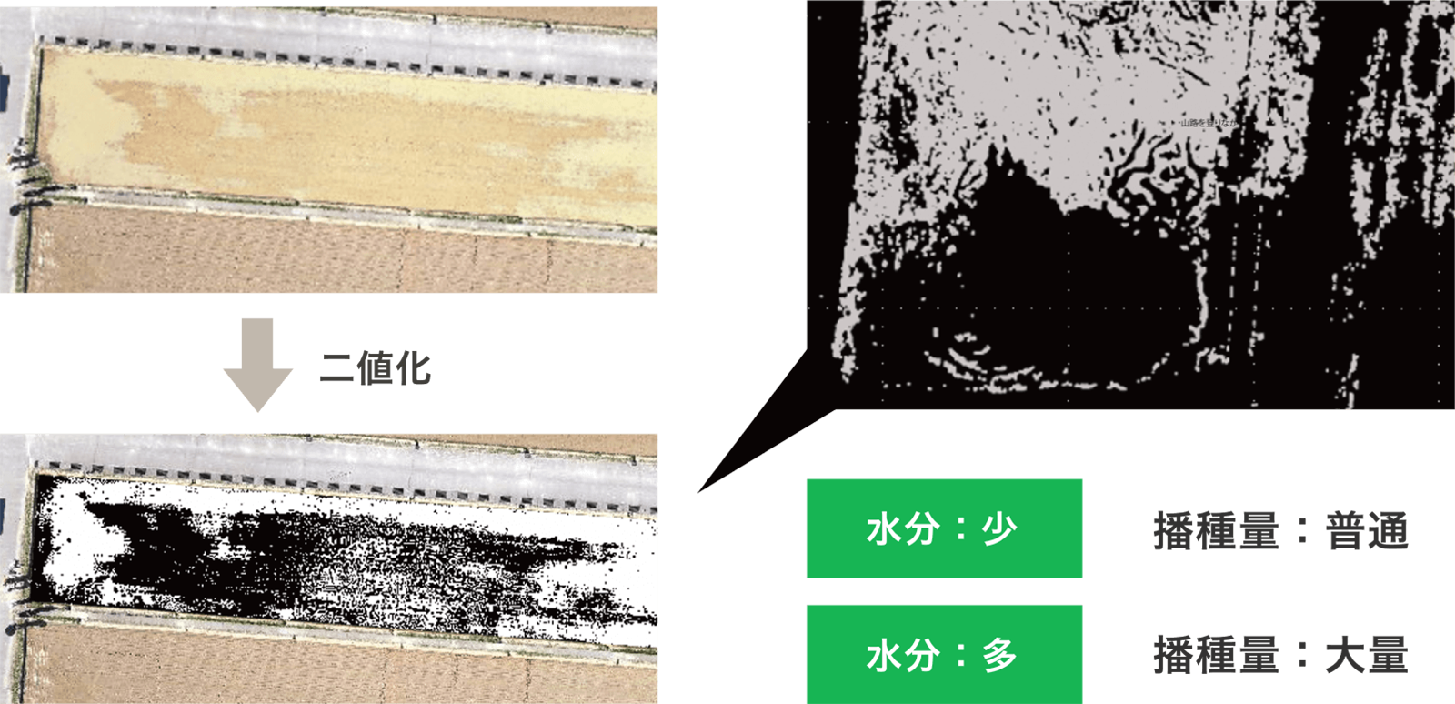 ⼟壌状態に応じた直播技術の確立